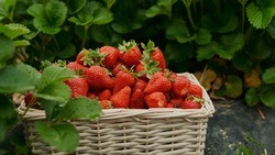 Предприниматели Белгородского района смогут принять участие в конкурсе «Агростартап»