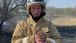 Белгородские огнерборцы спасли от пожара маленького зайчонка