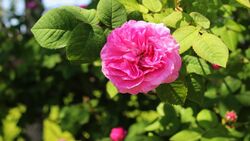 Июнь в розовом цвете запечатлел наш внештатный автор из Дубового