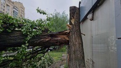 Четыре дерева упали в Белгороде из-за сильных порывов ветра 26 мая