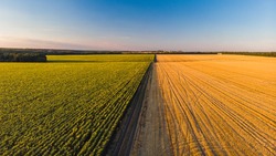 Сев ранних зерновых культур завершился в Белгородской области