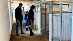 «Единая Россия отзовёт законопроект о снятии запрета на умерщвление бездомных животных
