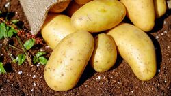 Белгородские инспекторы сняли с реализации 20 тонн семенного картофеля без документов