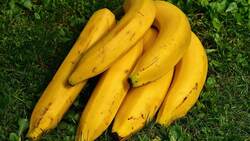Урожай бананов собрали сотрудники НИУ «БелГУ»