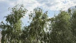 Облачная с прояснениями погода ожидается в Белгородской области 26 мая