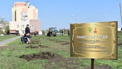 Белгородские судебные приставы высадили памятную аллею в посёлке Северный