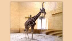 Белгородский зоопарк озвучил причину смерти жирафа Сафари
