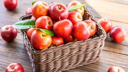 Сбор урожая плодово-ягодных насаждений завершился в Белгородской области
