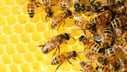 Белгородские пасечники получат возмещение ущерба от мора пчёл в 2019 году