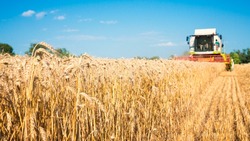 Хлеборобы Белгородской области намолотили свыше 2 млн тонн зерна