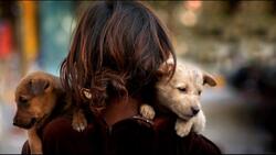 Акция «Осенний день счастливой собаки» пройдёт в Белгороде