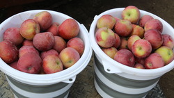 Сбор яблок в Белгородском районе продлится до конца октября