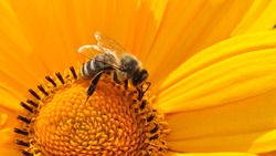 Белгородцы обратятся в суд для возмещения ущерба из‑за массовой гибели пчёл