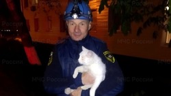 Сотрудники МЧС спасли попавшую в беду кошку в Дубовом