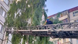 Белгородские пожарные помогли снять кота с дерева