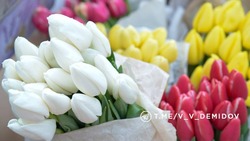 Цветочные ярмарки будут работать в Белгороде в преддверии Международного женского дня