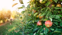 Жители Белгородского района попросили губернатора сохранить яблоневый сад