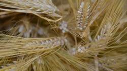 Уборка зерновых началась в Белгородском районе