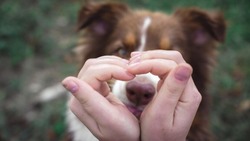 Белгородцы смогут помочь животным из Шебекино в «День счастливой собаки»