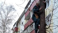 Белгородские спасатели помогли спуститься с высоты кошке