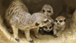 Мелкие хищники белгородского зоопарка впервые стали родителями