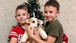 Вячеслав Гладков подарил щенка пострадавшей после обстрела семье 