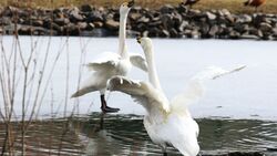 Белгородский зоопарк показал пару лебедей