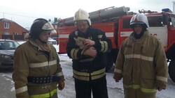Белгородские спасатели помогли провалившейся в цокольное помещение кошке