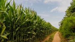 Аграрии Белгородской области приступили к уборке кукурузы