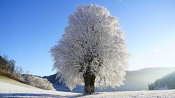 Белгородские синоптики проинформировали о погоде на 25 января