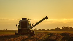 Белгородские аграрии намолотили более 2 млн тонн зерна