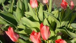 Тюльпаны зацвели в Белгородском районе