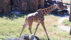 Белгородский зоопарк пополнится детёнышем жирафа из Калининграда