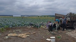 КФХ Михаила Николенко из Белгородского района приступило к сбору урожая среднеспелой капусты