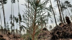 Весенний лесокультурный сезон стартовал в Белгородской области