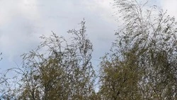 Облачная с прояснениями погода ожидается в Белгородской области 27 мая