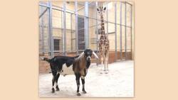 Жираф Сафари подружился с нубийским козлом в белгородском зоопарке