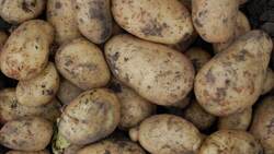 Белгородские сотрудники Россельхознадзора задержали на границе 60 кг картофеля