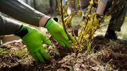 Работы в рамках Всероссийской осенней акции «Сохраним лес» завершились в Белгороде