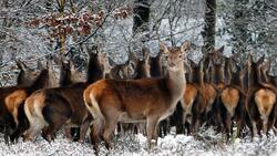 Зимний учёт косуль и оленей стартовал в Белгородской области