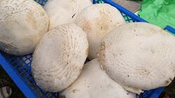13 белгородцев пострадали от отравлений грибами