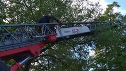 Белгородские пожарные снова пришли на помощь животному