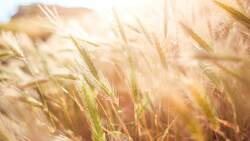 Белгородский Россельхознадзор выявил около 2 000 т испорченной кормовой пшеницы