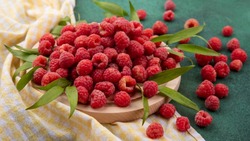 Сезон самосбора ягод стартовал в Белгородской области