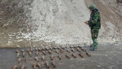 Белгородские сапёры ликвидировали 170 артиллериских мин времён Великой Отечественной войны