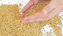 Аграрии Белгородской области уже собрали 2 млн тонн зерна