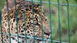 Белгородский зоопарк покажет новых животных