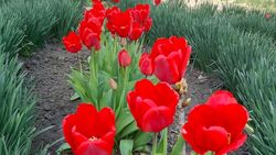«Красная дорожка» из тюльпанов