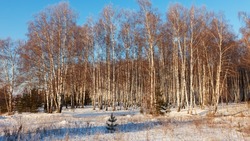 Температура воздуха в Белгородской области опустится до 10 градусов мороза