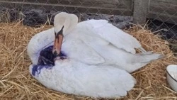 Специалисты Стрелецкой участковой ветеринарной лечебницы помогли восстановиться белокрылому пациенту